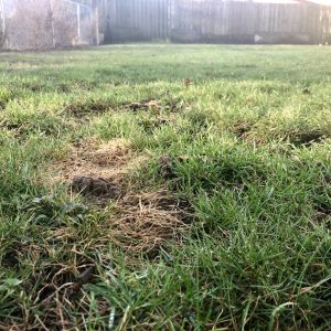 dog poop causing brown spots in the grass
