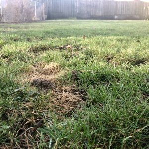 is it ok to leave dog poop in yard