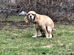 Dog pooping in columbia heights