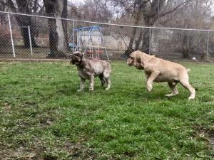 Dogs Playing Columbia Heights