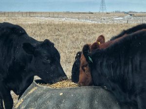 black angus cow eating feed