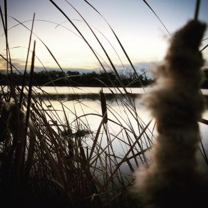 minnesota wetlands and lakes at risk from dog poop